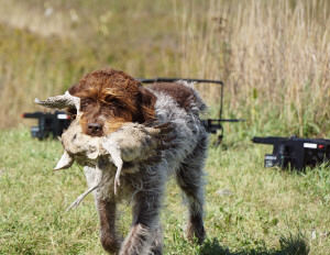 bird dog 2